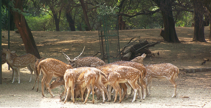 photos of deer park in varanasi